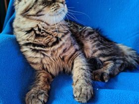 Maine Coon Karter und Katze