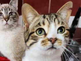 Caima & Colorado, süße Katergeschwister auf der Suche nach einer neuen Bleibe, 8M