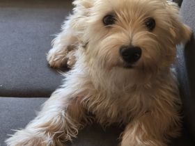 Yorkshire terrier hündin