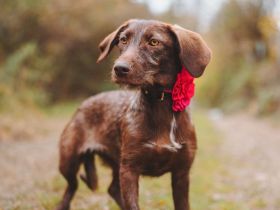 Mokka: Eine kleine Herzensbrecherin träumt von einem eigenen Zuhause