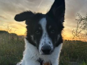 Zuhause gesucht für Adi