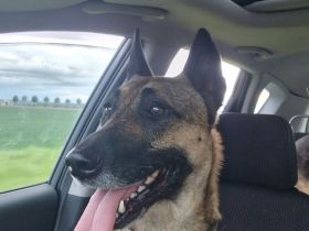 Malinois June sucht ein liebevolles Zuhause