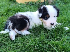 Australian Shepherd Welpen