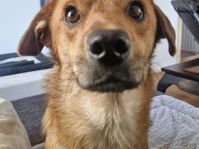 Mr.Waffels, 4 Jahre alt, Menschen bezogen und freundlich, sucht ein gutes Zuhause