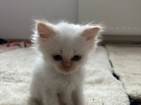 Heilige Birma Kitten