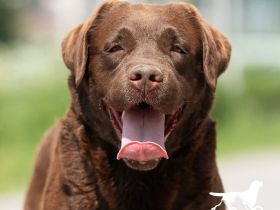 4-jähriger schokobrauner Labrador-Rüde sucht Patenfamilie