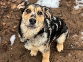 Hundemädchen sucht liebevolles Zuhause