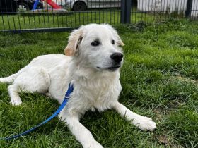 Dagobert - bereit für ein eigenes Zuhause!