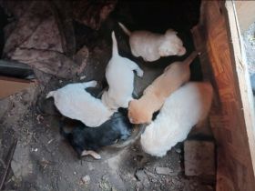 6 Geschwister suchen ihre Familien!