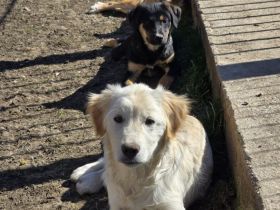 6 Geschwister suchen ihre Familien!