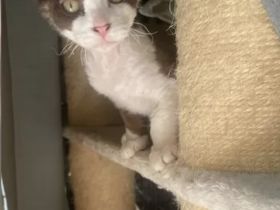 Liebevoller  Sphynx Kater