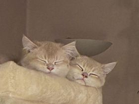 Zwei BHK Kitten Männlich