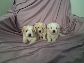 Yorkshire/Mini Malteser Welpen ( Morkie)