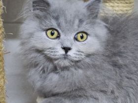 BKH / BKH Kitten reinrassig