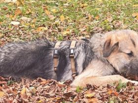 Zuhause gesucht für Cornel