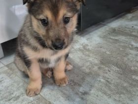 Schäferhundmischlingswelpe