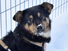 Pepe sucht ein aktives Zuhause