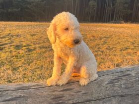 Hallo ich bin Fiete und suche ein schönes Zuhause