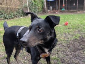 Der sanfte Berny möchte endlich ankommen