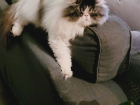 Reinrassige Perserkatze