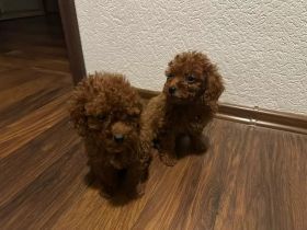 *LIEFERUNG MÖGLICH* Toypudel Red Stammbaum Rüden Welpen geimpft & gechipt (Zwergpudel, Kleinpudel)