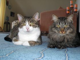 Ich suche eine Neue große LIEBE. Einen Langhaar MIX. ....