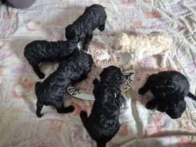 Reinrassige Zwerg/Kleinpudelwelpen