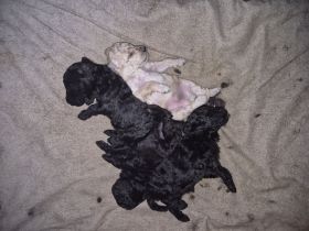 Reinrassige Zwerg/Kleinpudelwelpen