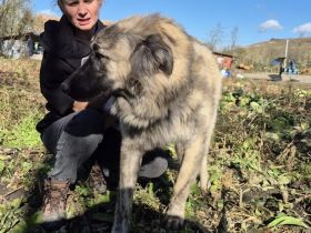 Goldstück Ember sucht ihr Körbchen