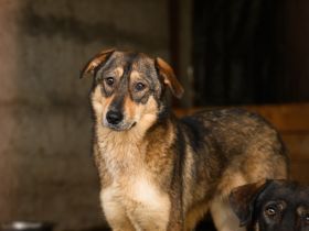 Gibst du Gisberti ein weiches Körbchen?