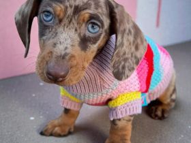 Familienfreundliche Zwergdackel-Hündin sucht ihr Für-immer-Zuhause