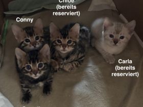 Verspielte & wunderschöne Bengalkitten (mit Stammbaum) suchen ein neues Zuhause!