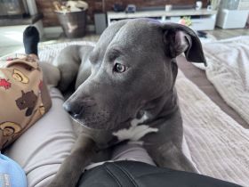 Wurfankündigung American Staffordshire