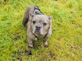 Rhea eine französische Bulldogge