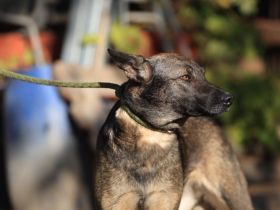 Anya -  sucht ein hundeerfahrenes Zuhause