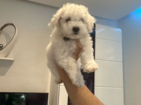 Zwei Bichon Frise suchen ihr neues freundliches Zuhause