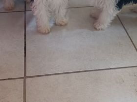 Biewer Yorkshire Terrier Welpen