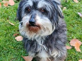 Hope sucht ein Zuhause  (Tierschutzhund)