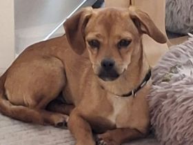 Bella sucht ein Zuhause  (Tierschutzhund)