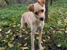 Goldie sucht ein Zuhause  (Tierschutzhund)