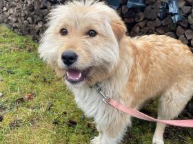 Verschmuster Herzensbrecher Günni sucht Zuhause