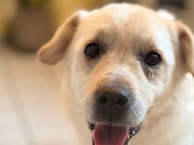 Aufmerksamer und freundlicher Lonni sucht Familienanschluss