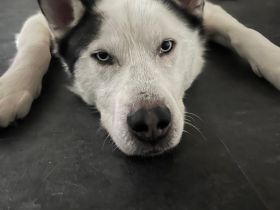 Tom möchte sein Herz verschenken...