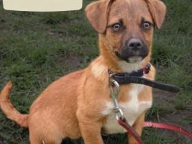 Peter  sucht ein Zuhause  (Tierschutzhund)