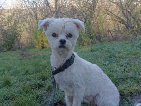 Lily sucht ein Zuhause  (Tierschutzhund)