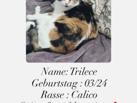 Katze an Liebevolle Hände abzugeben