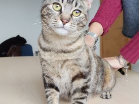 Schmusekatze Pia möchte sooo gern bei netten Leuten einziehen