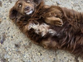 Emmi - verschmuste Begleiterin!