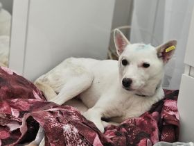 Suri - aufgeschlossen und aktiv