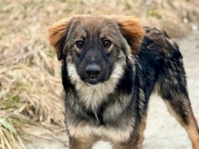 Hallo - hier kommt Benzko!